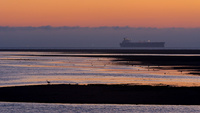 Aberlady heron by bulloch.photography