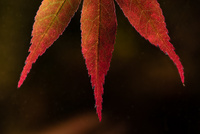 Acer by bulloch.photography