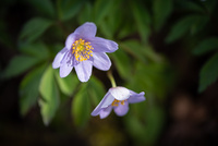 Anemone by bulloch.photography