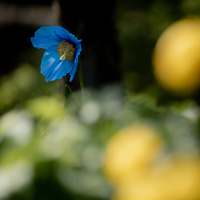 Blue Poppy by bulloch.photography