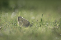 butterfly by bulloch.photography