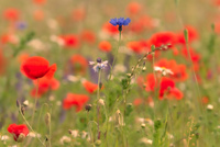 Cornflower by bulloch.photography