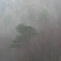 Coulin Pines by bulloch.photography