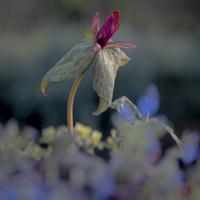 Trillium by bulloch.photography
