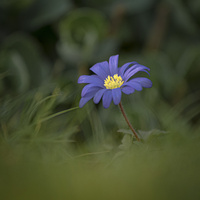 Anemone by bulloch.photography