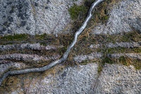 Tree Roots by bulloch.photography