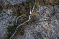 Tree Roots by bulloch.photography