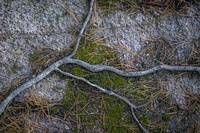 Tree Roots by bulloch.photography