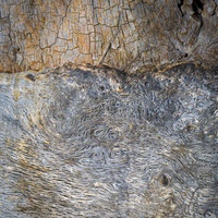 Tree Textures by bulloch.photography