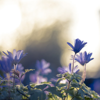 Anemones by bulloch.photography