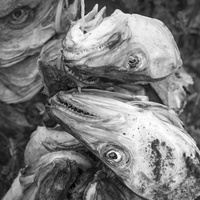 Lofoten by bulloch.photography