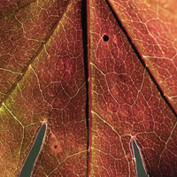 Acer leaf by bulloch.photography