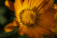 Marigold by bulloch.photography