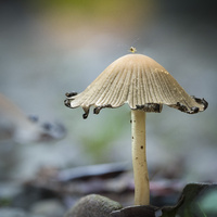 Funghi by bulloch.photography