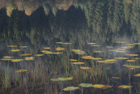 Loch Chon Lily Pads by bulloch.photography