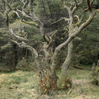 Trossachs Tree by bulloch.photography