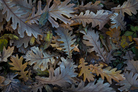 Autumn Leaves by bulloch.photography