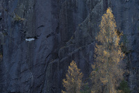Hodges Close Quarry Trees by bulloch.photography