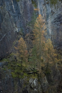 Hodge Close Quarry Trees by bulloch.photography