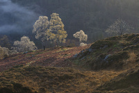 Birches on Holm Fell by bulloch.photography