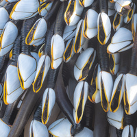 Barnacles by bulloch.photography