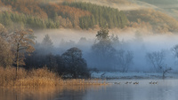 Loch Ard Geese by bulloch.photography