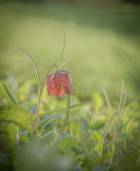 Fritillaria by bulloch.photography 