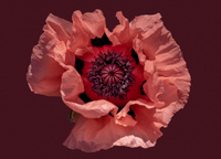 poppy by bulloch.photography