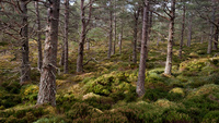 Rothiemurchus Forest