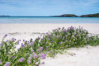 Sea Rocket by bulloch.photography
